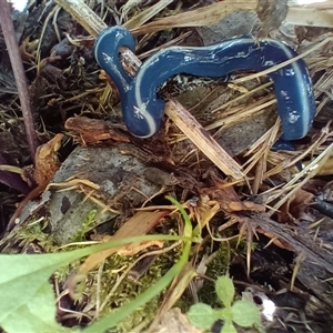 Caenoplana coerulea (Blue Planarian, Blue Garden Flatworm) at Snowy Plain, NSW by Berlge