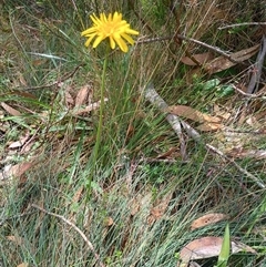 Microseris walteri (Yam Daisy, Murnong) at Snowy Plain, NSW - 12 Jan 2025 by Berlge