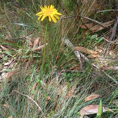 Microseris walteri (Yam Daisy, Murnong) at Snowy Plain, NSW - 12 Jan 2025 by Berlge