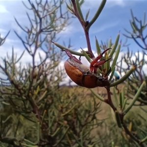 Unidentified Beetle (Coleoptera) at Snowy Plain, NSW - 12 Jan 2025 by Berlge