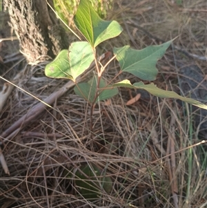 Brachychiton populneus (Kurrajong) at Jerrabomberra, NSW by Berlge