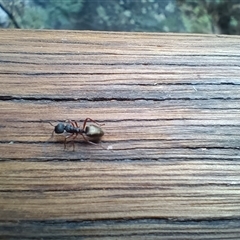 Dolichoderus scabridus at Paddys River, ACT - 25 Jan 2025 11:03 AM