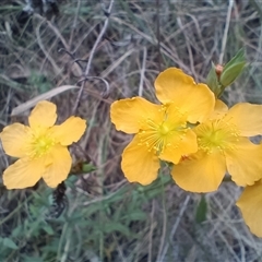 Hypericum gramineum (Small St Johns Wort) at Hackett, ACT - 25 Jan 2025 by Berlge