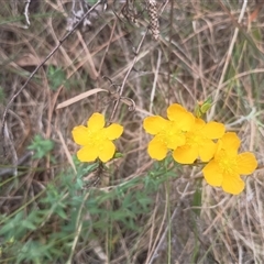 Hypericum gramineum at Hackett, ACT - 26 Jan 2025 09:36 AM