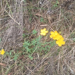 Hypericum gramineum at Hackett, ACT - 26 Jan 2025 09:36 AM