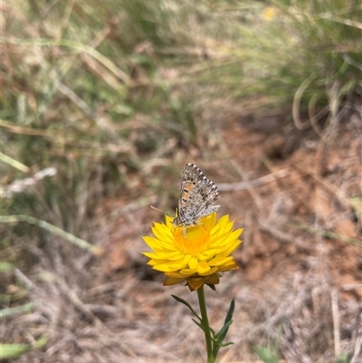 Lucia limbaria (Chequered Copper) at Watson, ACT - 26 Jan 2025 by waltraud