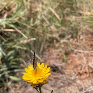 Lucia limbaria at Watson, ACT - 26 Jan 2025 01:39 PM