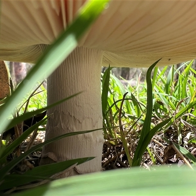 Unidentified Cap on a stem; gills below cap [mushrooms or mushroom-like] at Yarralumla, ACT - 10 Dec 2024 by AndyRussell