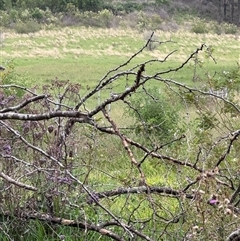 Stizoptera bichenovii (Double-barred Finch) at Brownlow Hill, NSW - 26 Jan 2025 by MaxDownes