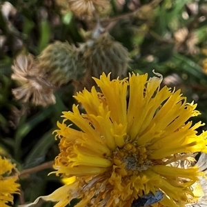 Nysius vinitor (Rutherglen bug) at Yarralumla, ACT by AndyRussell