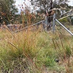 Themeda triandra (Kangaroo Grass) at Watson, ACT - 26 Jan 2025 by waltraud