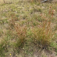 Themeda triandra at Watson, ACT - 26 Jan 2025 02:46 PM