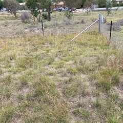 Themeda triandra at Watson, ACT - 26 Jan 2025 02:46 PM