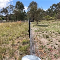 Themeda triandra at Watson, ACT - 26 Jan 2025 02:46 PM