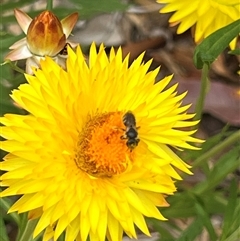 Lasioglossum (Chilalictus) sp. (genus & subgenus) (Halictid bee) at Acton, ACT - 26 Nov 2024 by AndyRussell