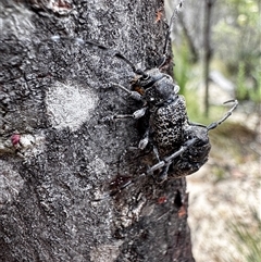 Ancita australis (Longicorn or longhorn beetle) at Kambah, ACT - 26 Jan 2025 by NAL23