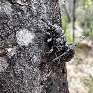 Ancita australis (Longicorn or longhorn beetle) at Kambah, ACT by NAL23