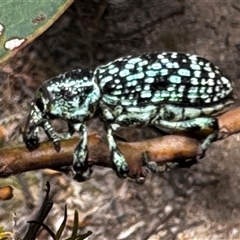 Chrysolopus spectabilis (Botany Bay Weevil) at Kambah, ACT - 26 Jan 2025 by NAL23