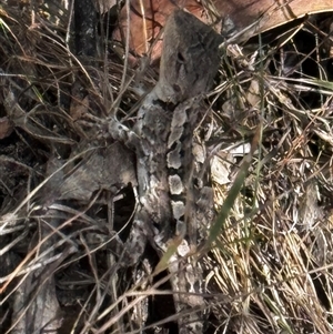 Amphibolurus muricatus at Kambah, ACT - 26 Jan 2025 01:14 PM