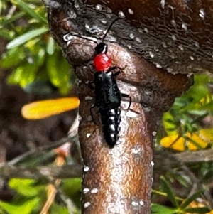 Melyridae (family) at Kambah, ACT - 26 Jan 2025 11:55 AM