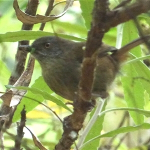 Sericornis humilis (Tasmanian Scrubwren) at Wellington Park, TAS by VanessaC