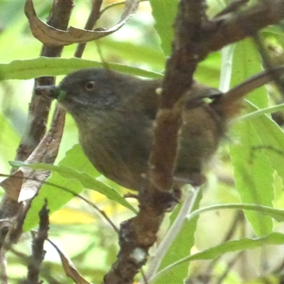 Sericornis humilis (Tasmanian Scrubwren) at Wellington Park, TAS - 26 Jan 2025 by VanessaC