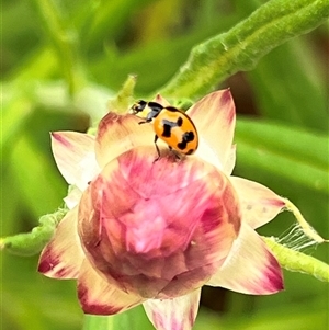 Coccinella transversalis (Transverse Ladybird) at Acton, ACT by AndyRussell