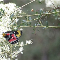 Delias harpalyce (Imperial Jezebel) at Paddys River, ACT - 26 Jan 2025 by dgb900