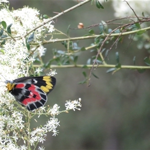 Delias harpalyce at Paddys River, ACT - Yesterday 01:22 PM