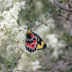 Delias harpalyce at Paddys River, ACT - 26 Jan 2025 01:22 PM