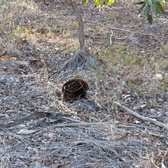 Tachyglossus aculeatus (Short-beaked Echidna) at Belconnen, ACT - 26 Jan 2025 by JoeG