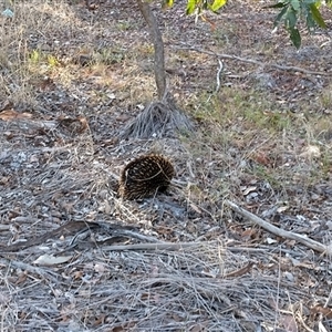 Tachyglossus aculeatus at Belconnen, ACT - 26 Jan 2025 06:26 PM