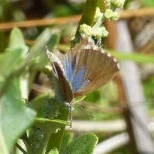 Theclinesthes serpentata at Marion Bay, TAS by VanessaC