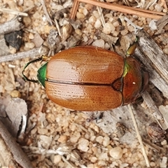 Anoplognathus brunnipennis at Penrose, NSW - 26 Jan 2025 by Aussiegall