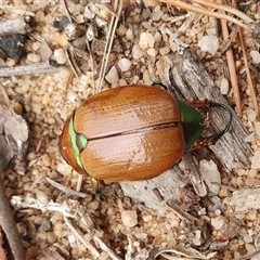 Anoplognathus brunnipennis at Penrose, NSW - 26 Jan 2025 11:00 AM