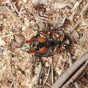 Anoplognathus brunnipennis at Penrose, NSW - 26 Jan 2025 11:00 AM