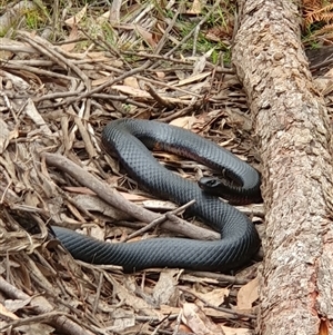 Pseudechis porphyriacus (Red-bellied Black Snake) at Penrose, NSW by Aussiegall