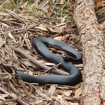 Pseudechis porphyriacus (Red-bellied Black Snake) at Penrose, NSW - 26 Jan 2025 by Aussiegall