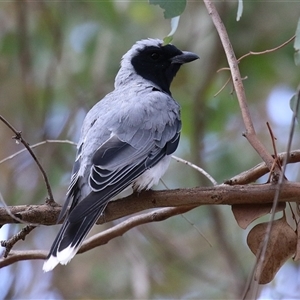 Coracina novaehollandiae (Black-faced Cuckooshrike) at Symonston, ACT by RodDeb