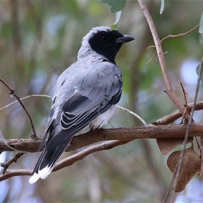 Coracina novaehollandiae (Black-faced Cuckooshrike) at Symonston, ACT - 26 Jan 2025 by RodDeb