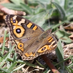 Junonia villida (Meadow Argus) at Symonston, ACT - 26 Jan 2025 by RodDeb