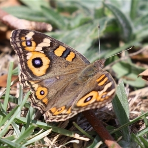 Junonia villida (Meadow Argus) at Symonston, ACT by RodDeb