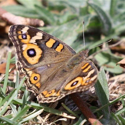 Junonia villida (Meadow Argus) at Symonston, ACT - 26 Jan 2025 by RodDeb