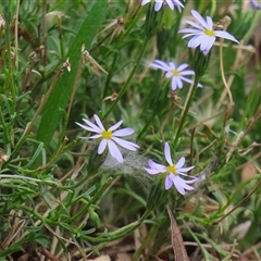 Vittadinia muelleri (Narrow-leafed New Holland Daisy) at Symonston, ACT - 26 Jan 2025 by RodDeb