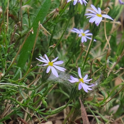 Vittadinia muelleri (Narrow-leafed New Holland Daisy) at Symonston, ACT - 26 Jan 2025 by RodDeb