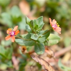 Lysimachia arvensis (Scarlet Pimpernel) at Symonston, ACT - 26 Jan 2025 by RodDeb