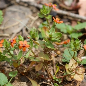 Lysimachia arvensis at Symonston, ACT - 26 Jan 2025 01:26 PM