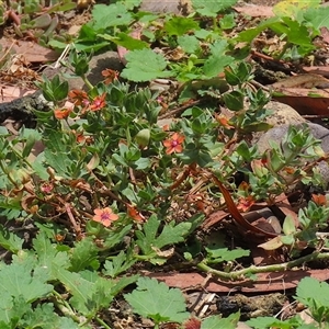 Lysimachia arvensis at Symonston, ACT - 26 Jan 2025 01:26 PM