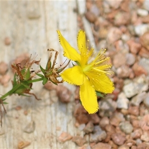 Hypericum perforatum (St John's Wort) at Symonston, ACT by RodDeb