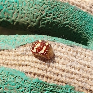 Paropsis pictipennis (Tea-tree button beetle) at Penrose, NSW by Aussiegall